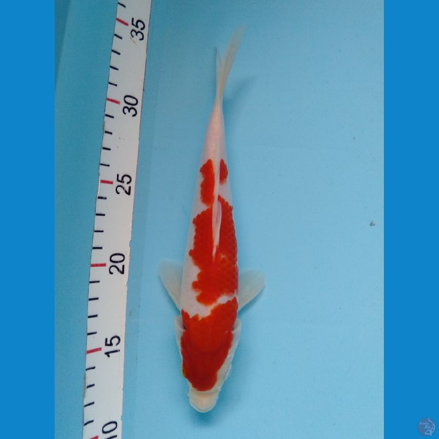 Kohaku Original Merah Strong