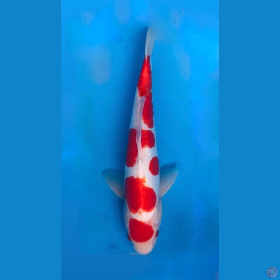 ~KOHAKU 33CM/MALE~