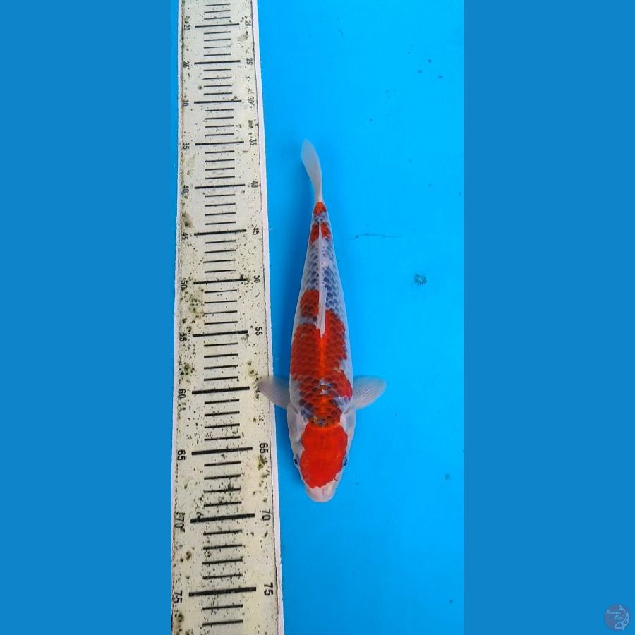 red ghosiki.... 31cm