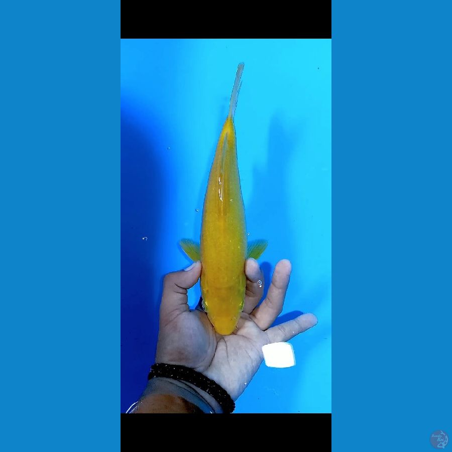 karasi jagung 30cm male