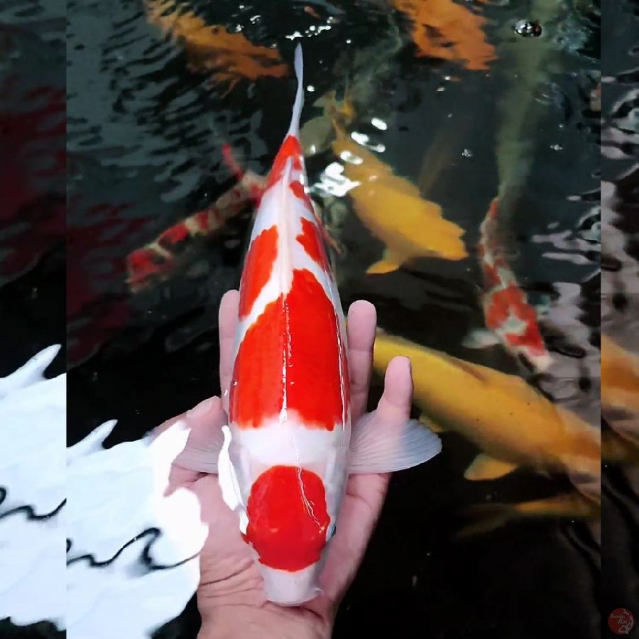 maruten kohaku 32cm