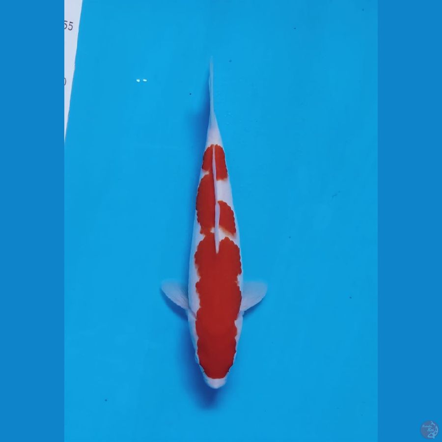 kohaku 30cm fml