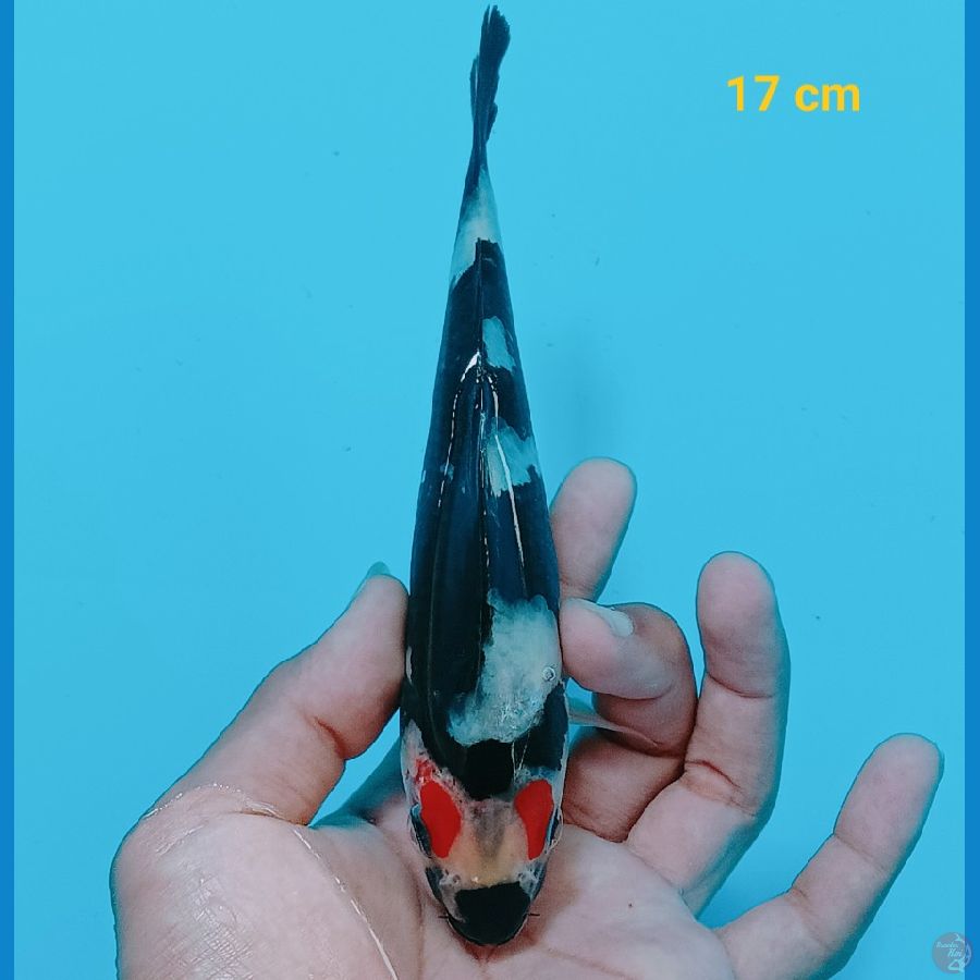 Tancho Showa 17 cm