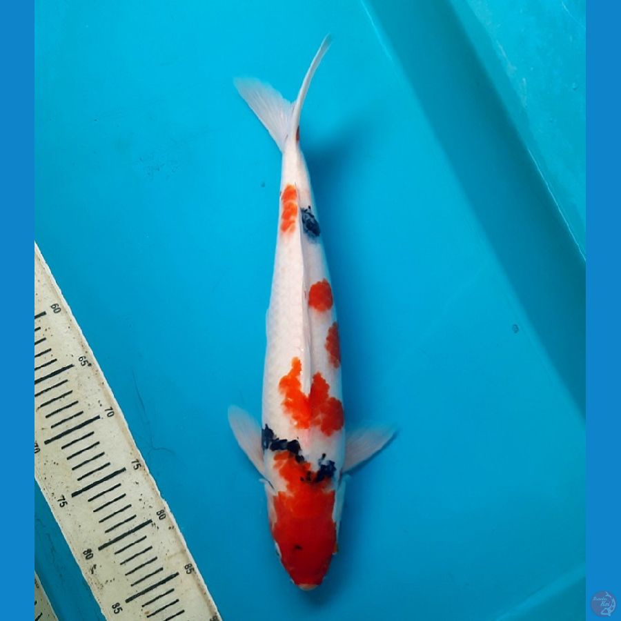 47cm Tategoi showa Male