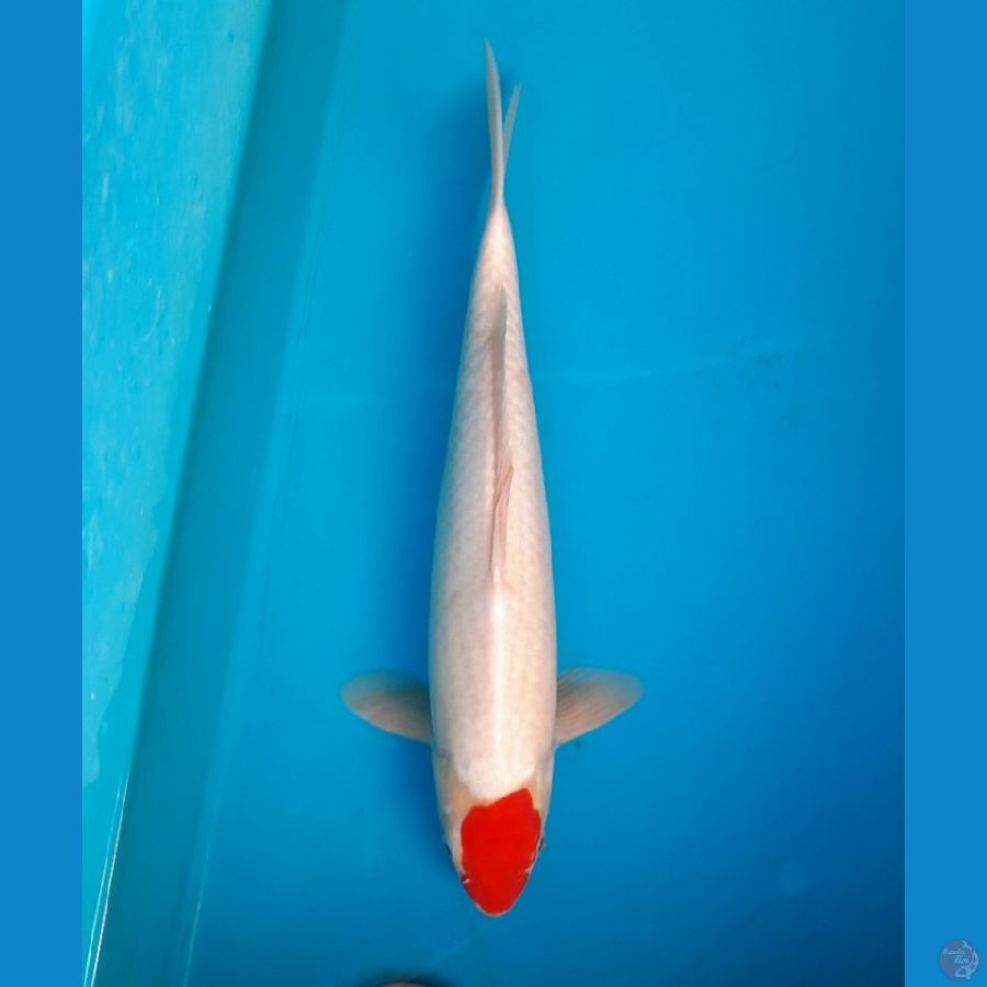 42cm Tacho kohaku Male