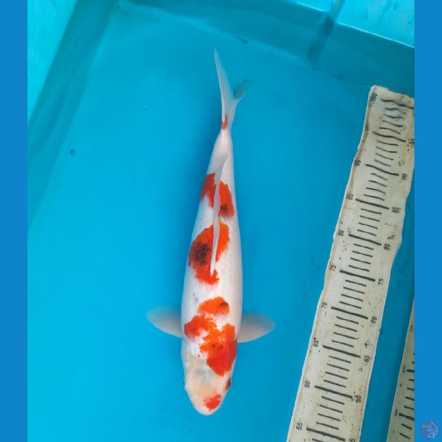 42cm Goshiki Female