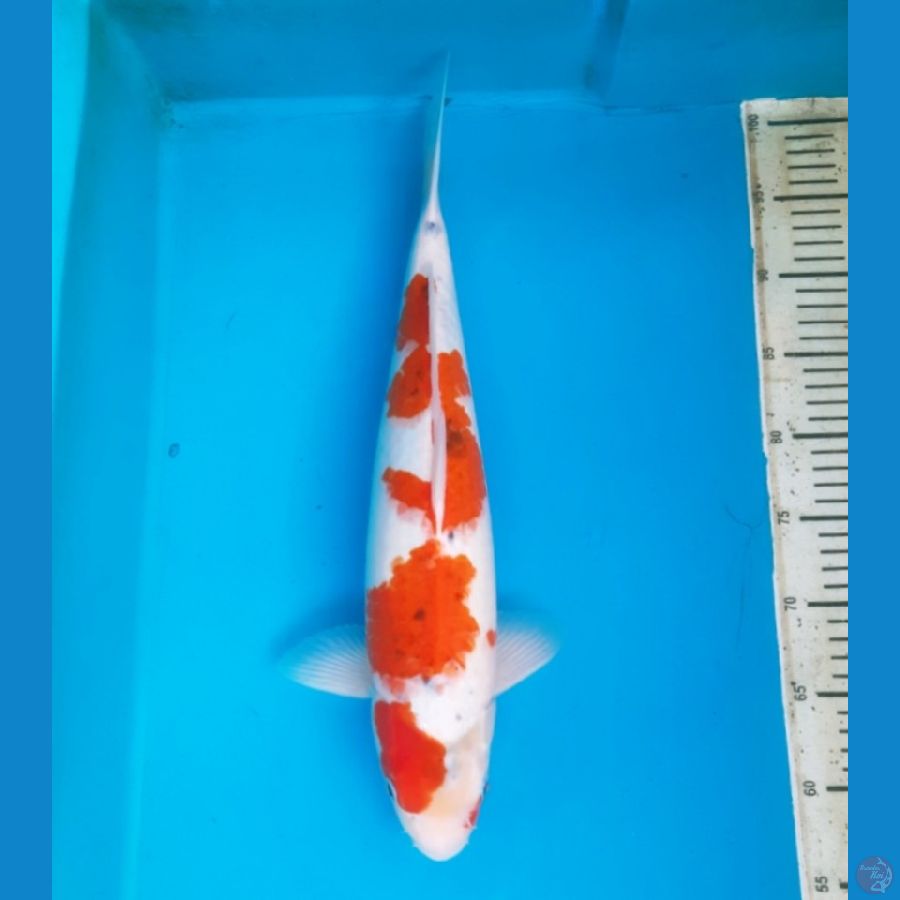 45cm Goshiki Female