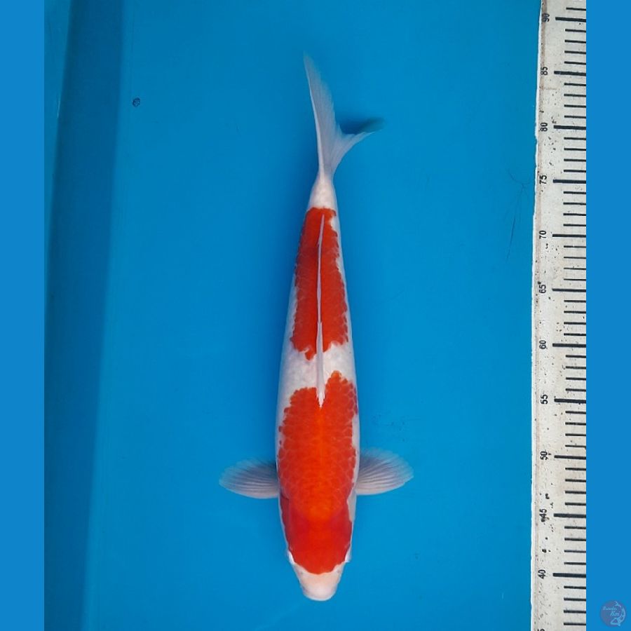 43cm Nidan Kohaku Male