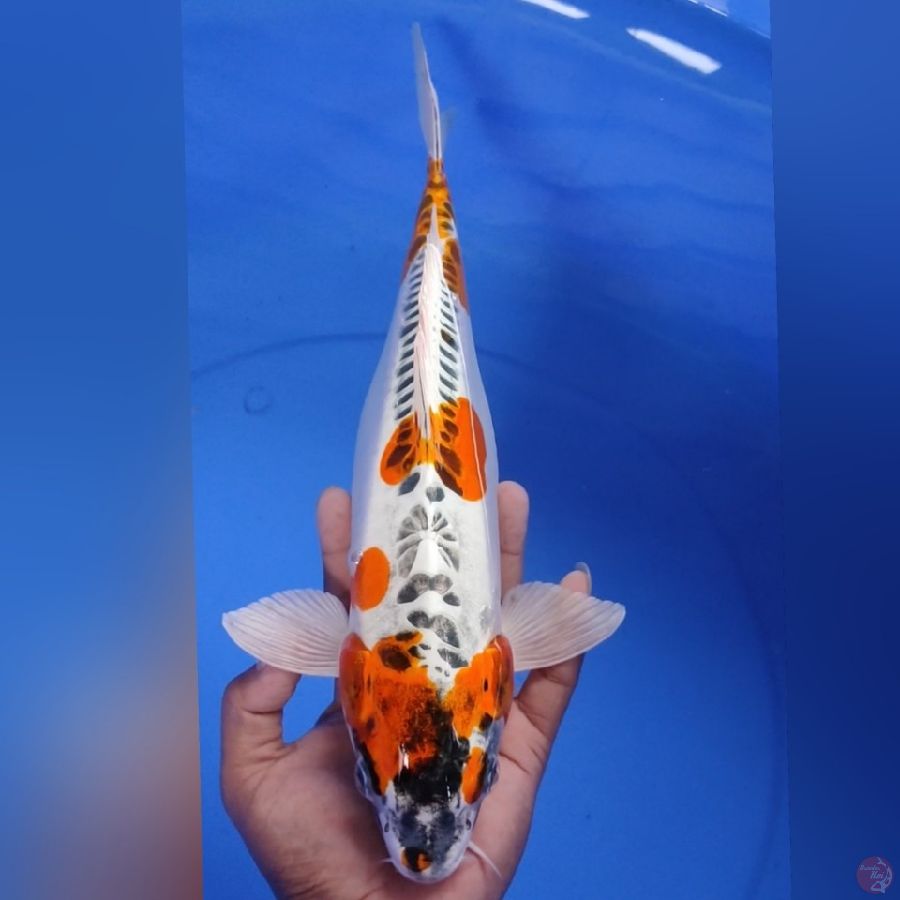 KIKOKURIYU 35CM