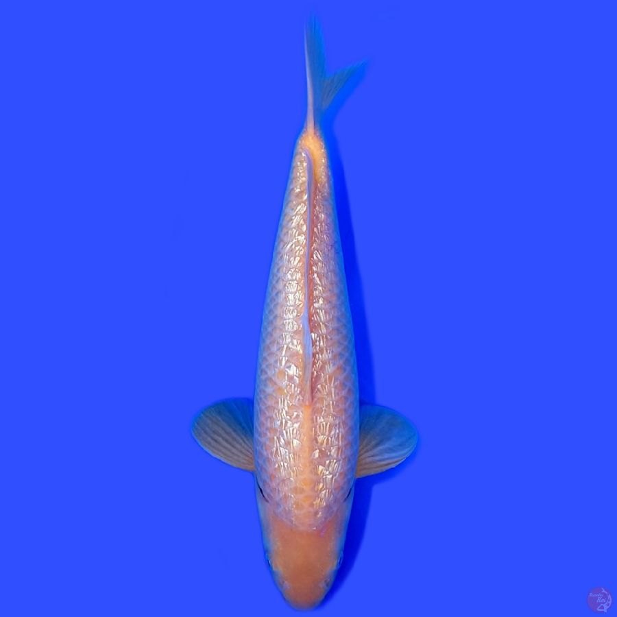 KARASHI GINRIN 45CM BULKYY~MALE.