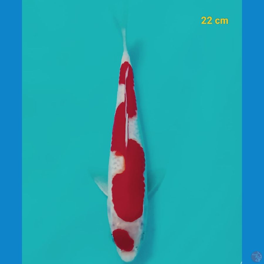 kohaku inazuma 22cm