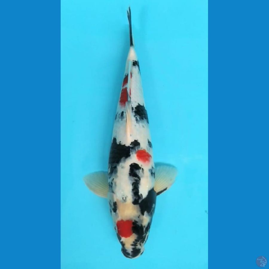 3. SHOWA ORIGINAL HQ //M.39CM