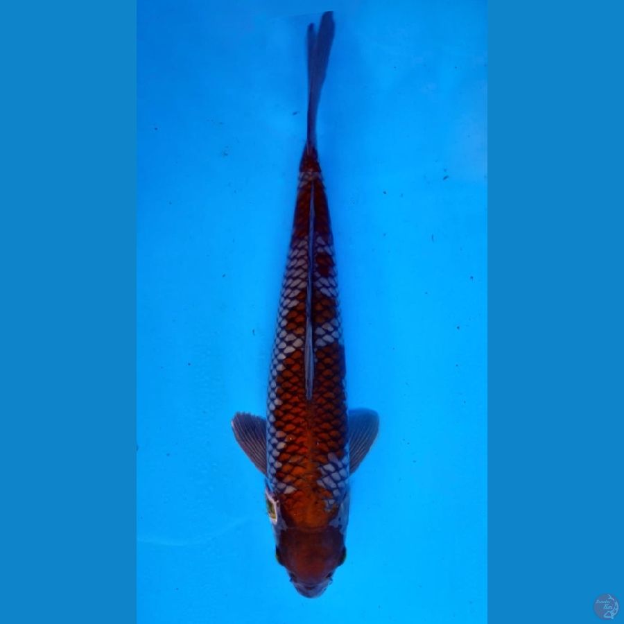 ~OCHIBA 37CM/MALE~