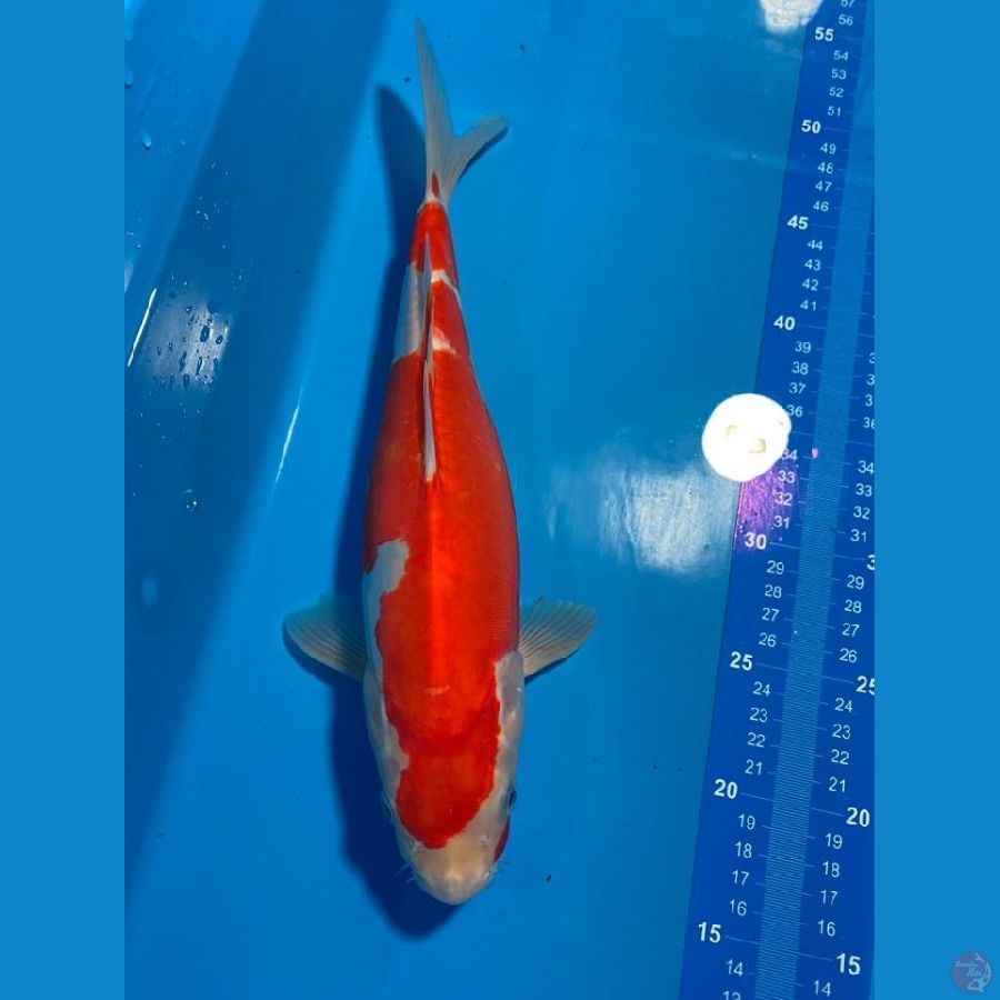 KOHAKU DOITSU MERAH ESTETIK 33 CM