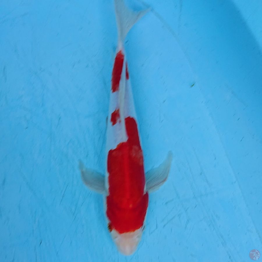 DOITSU KOHAKU 28 CM