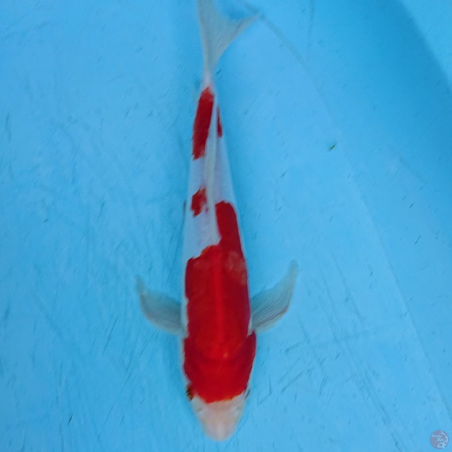 DOITSU KOHAKU 28 CM 