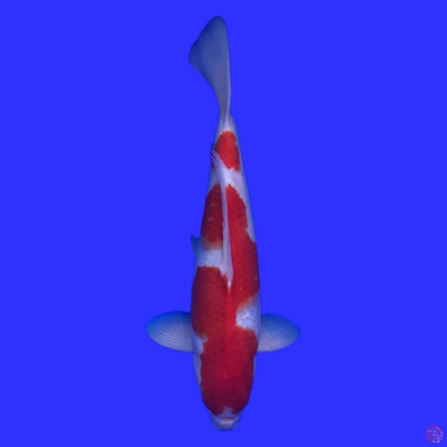 kohaku male