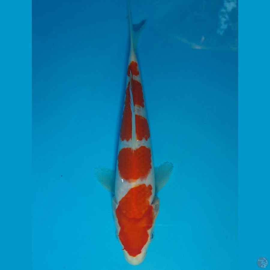 Yondan Kohaku (18cm)