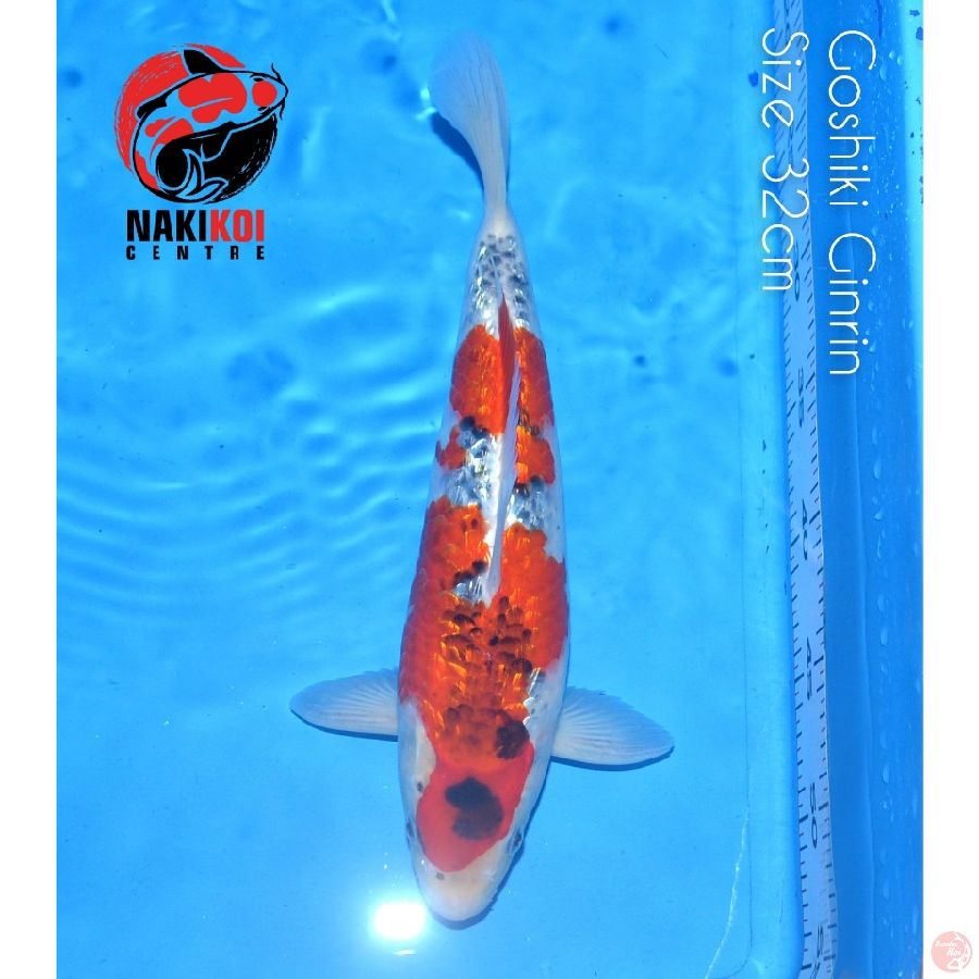 Goshiki Ginrin 32cm