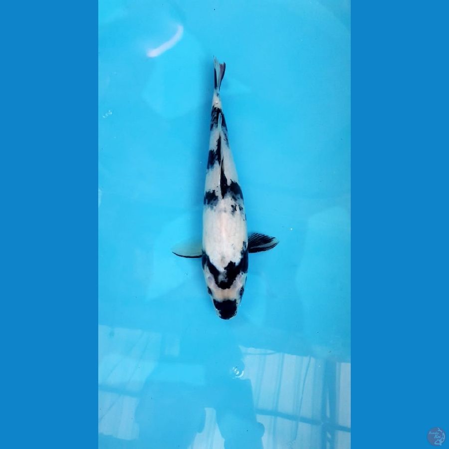 Shiro 28 Cm Female