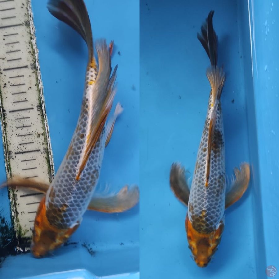 5. KUMPAY HARIWAKE //30CM