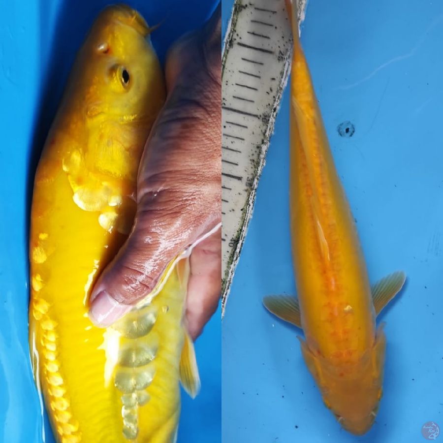 Karashi monok /// 35cm