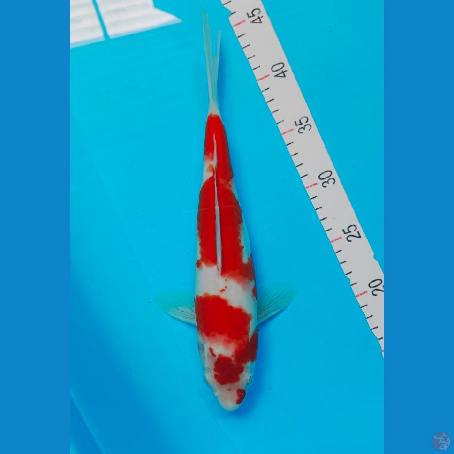 KOHAKU 31CM