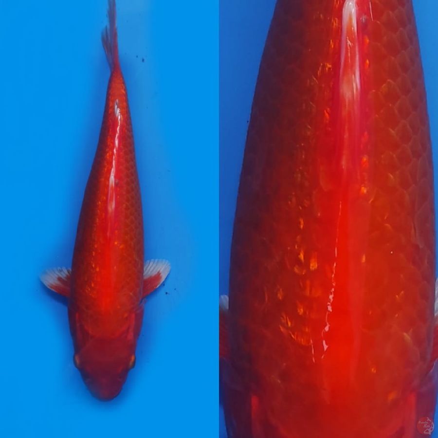 2.  AKAHAJIRO MERAH STRONG ///30cm 