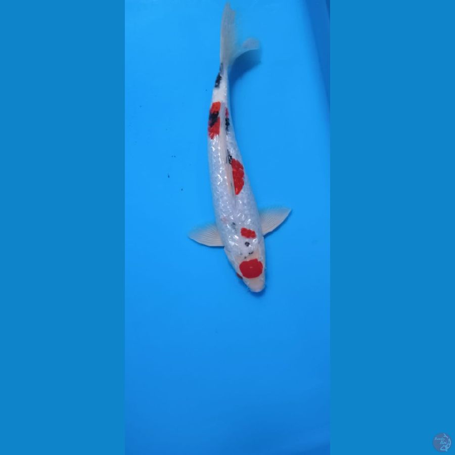 MARUTEN SANKE GINDRIN 35 CM