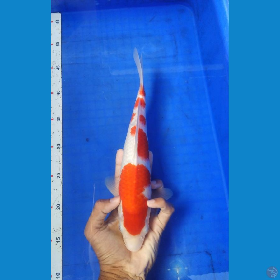 KBT.6~ KOHAKU 31CM