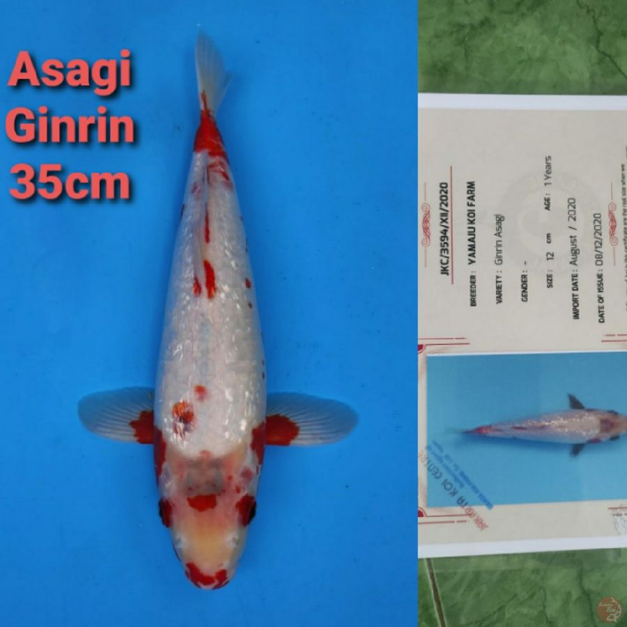 YAMAJYU ASAGI GINRIN 35CM