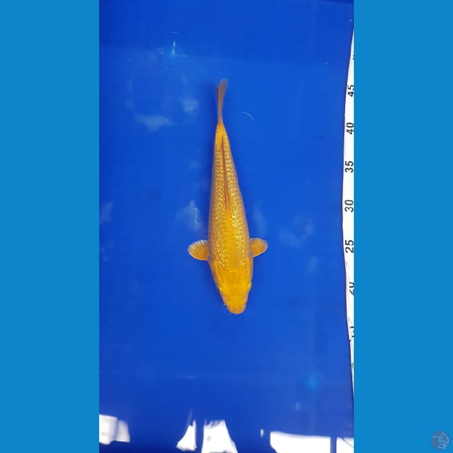 karasi fuull ginrin 20cm SQ male