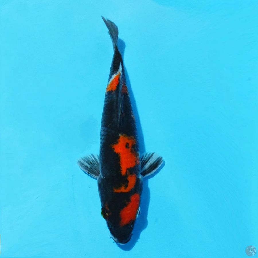 2. HI SHOWA 25 CM FEMALE