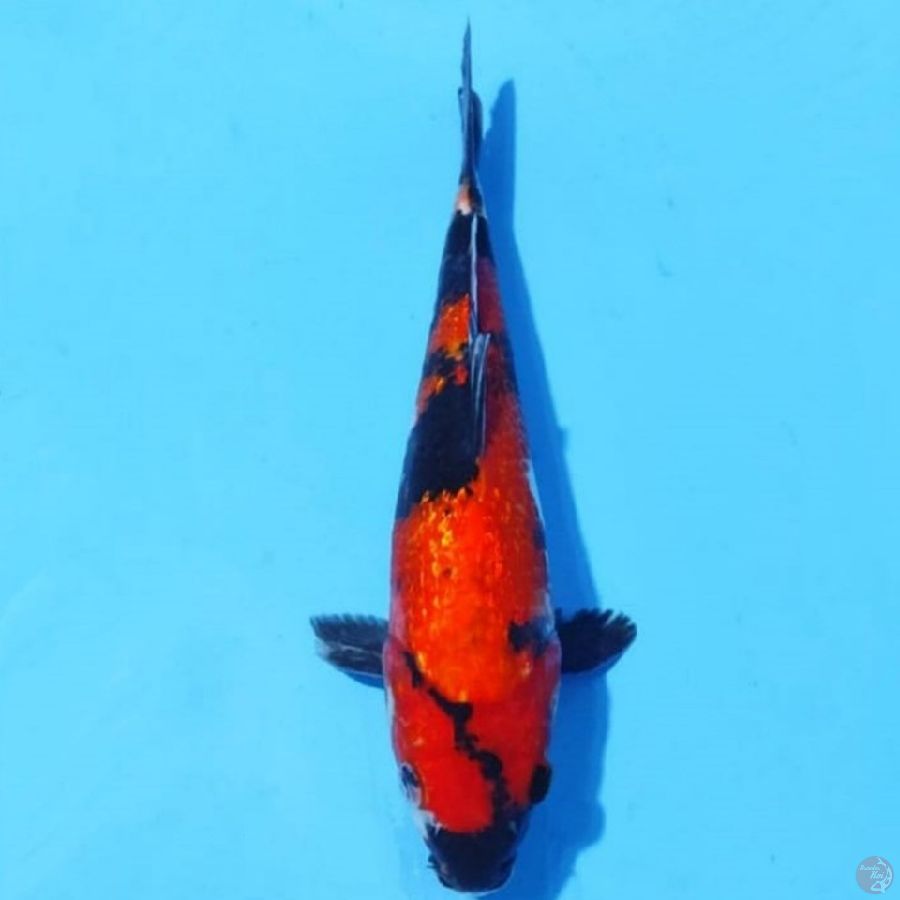 9. HI SHOWA GINRIJ 26 CM MALE