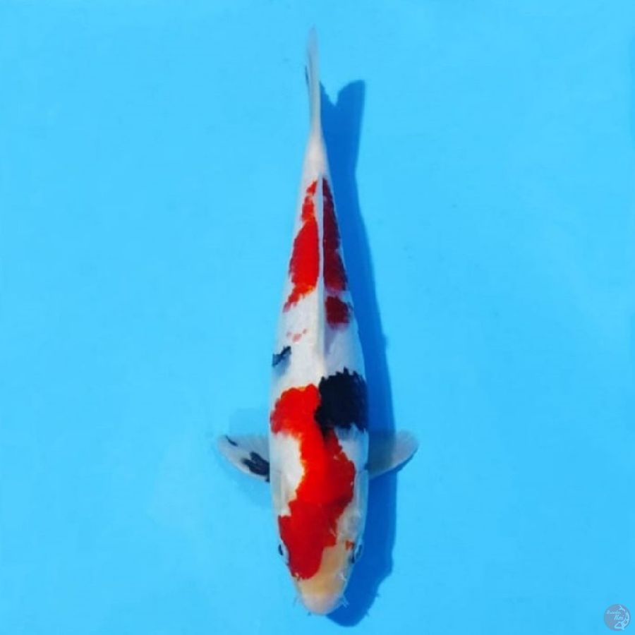 10. SHOWA 27 CM MALE