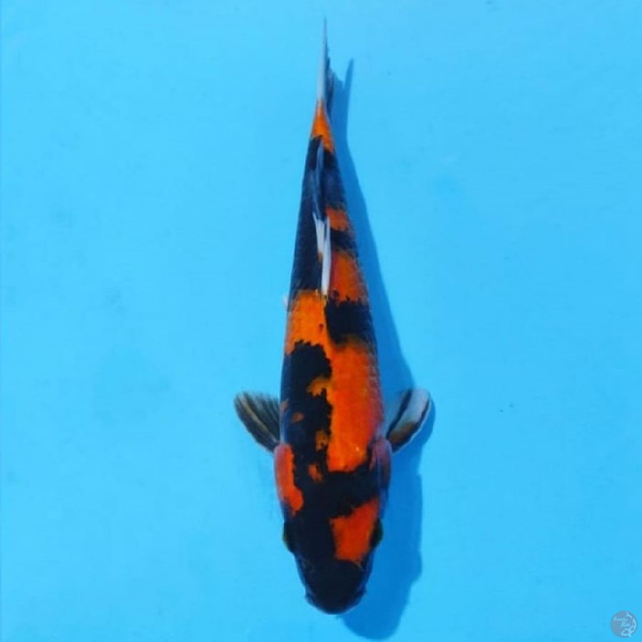 12. HI SHOWA 26 CM MALE