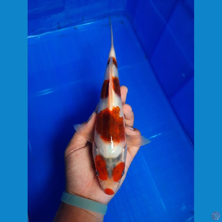 Ai Goromo 27 cm