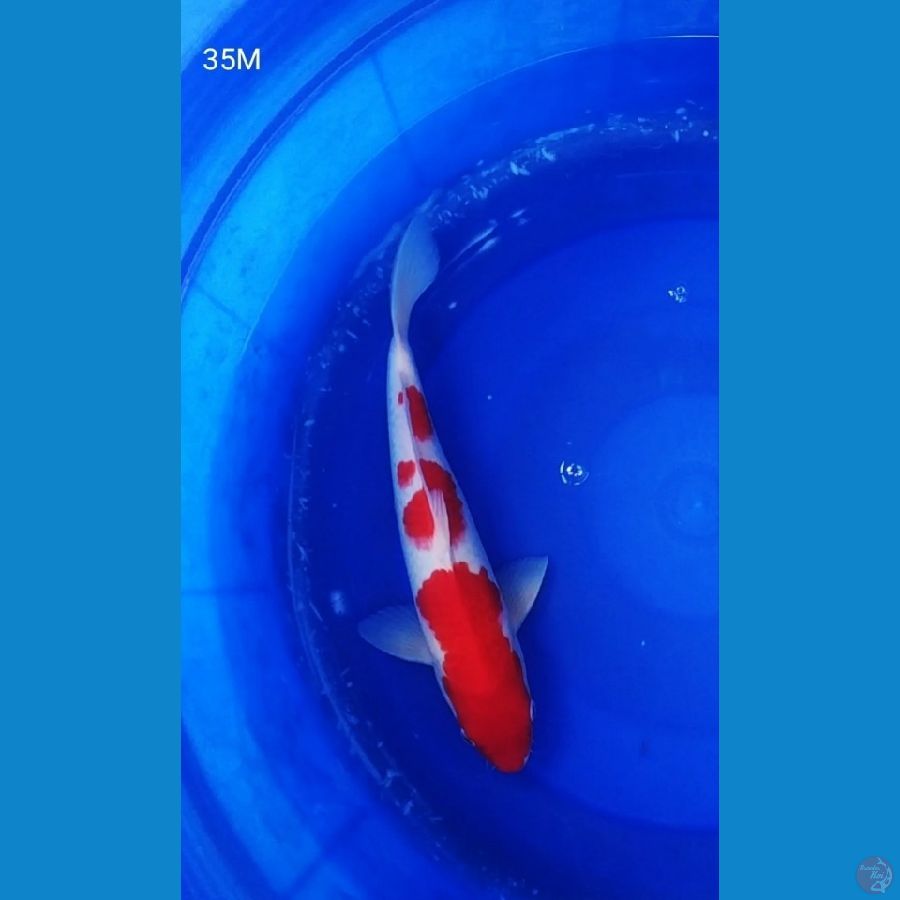 BPK~1 .KOHAKU JANTAN RED STRONG 35CM