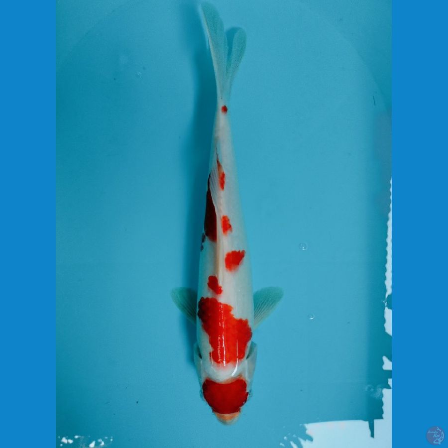 KOHAKU 36CM