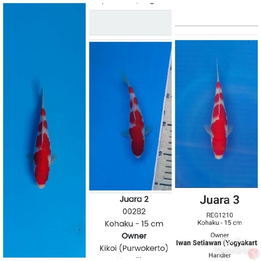 kohaku prestasi juara 2 dan 3.