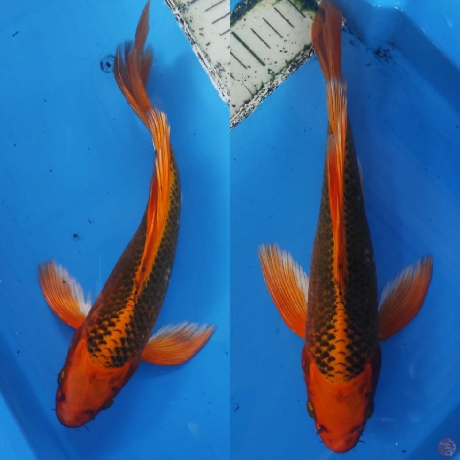 13. kumpay akamatsuba antik ///30bu