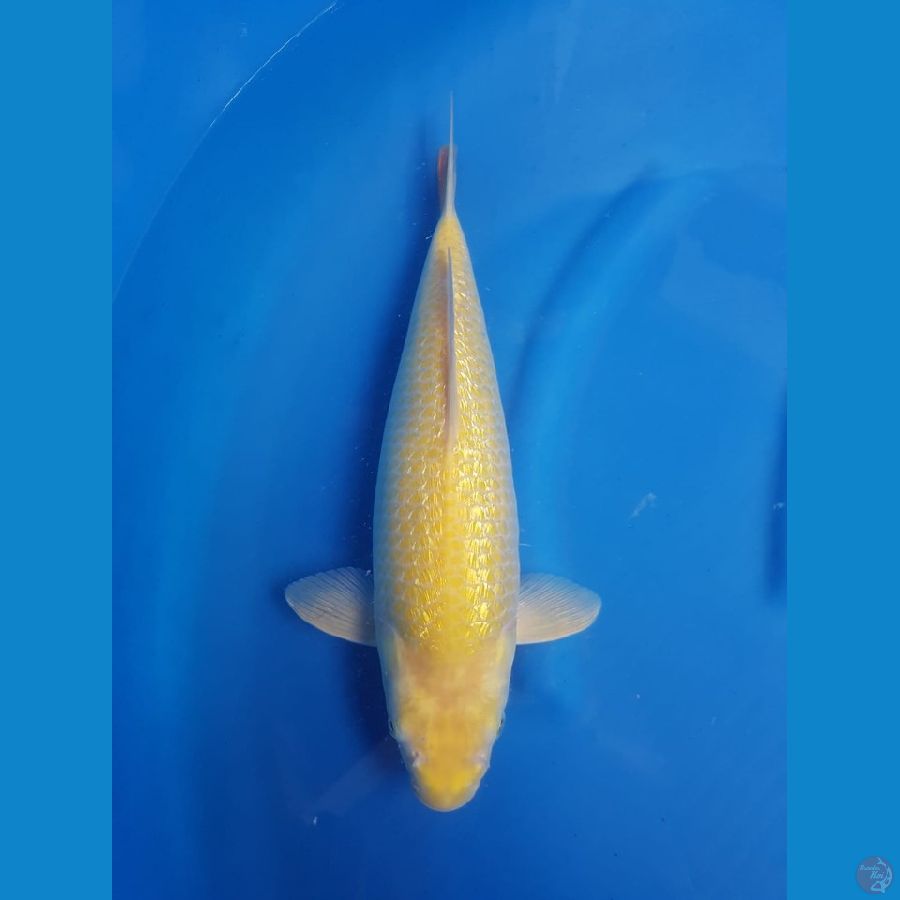 Karasi ginrin 38cm mata merah