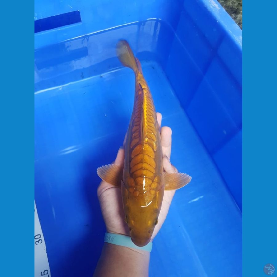 Cagoi Aragoke 30 cm
