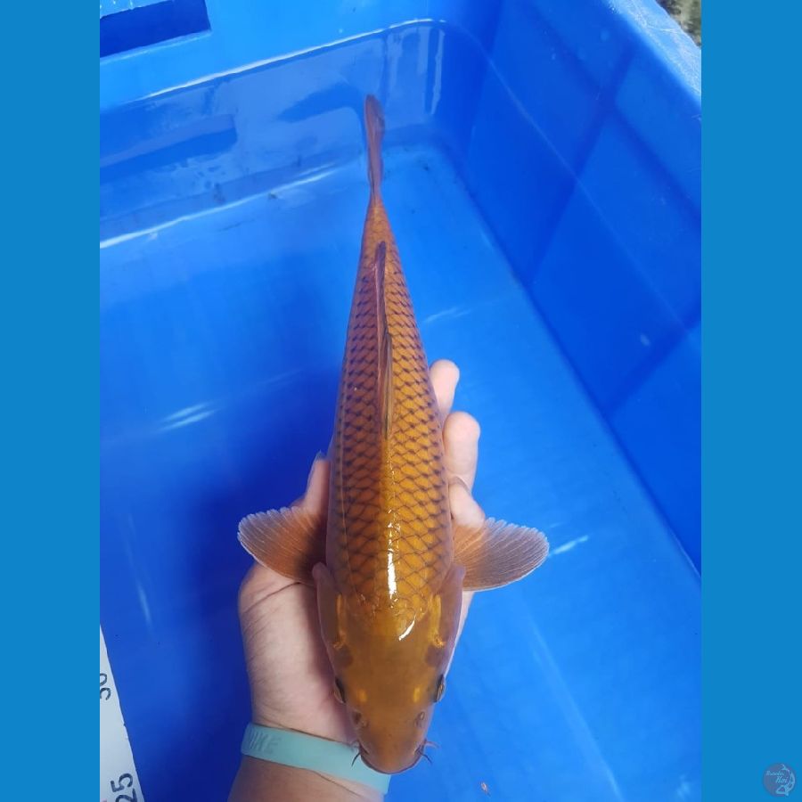 Cagoi 32 cm