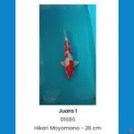 kohaku hikari juara 1 MAGETAN KOI SHOW