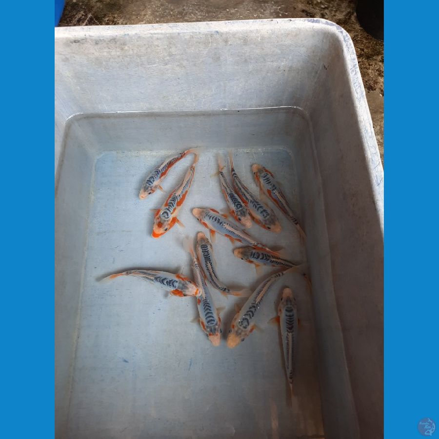 Shusui 15-20 cm 10 ekor
