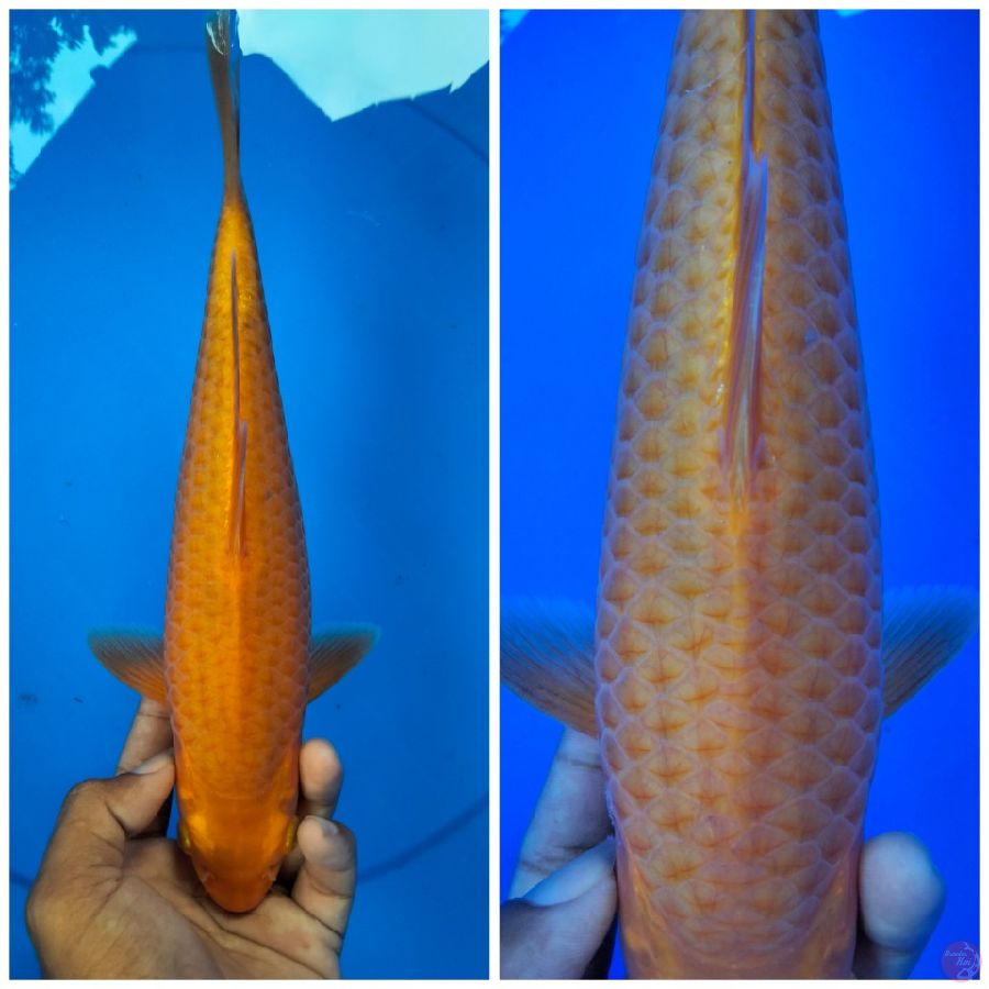 Karasi jagung 27cm