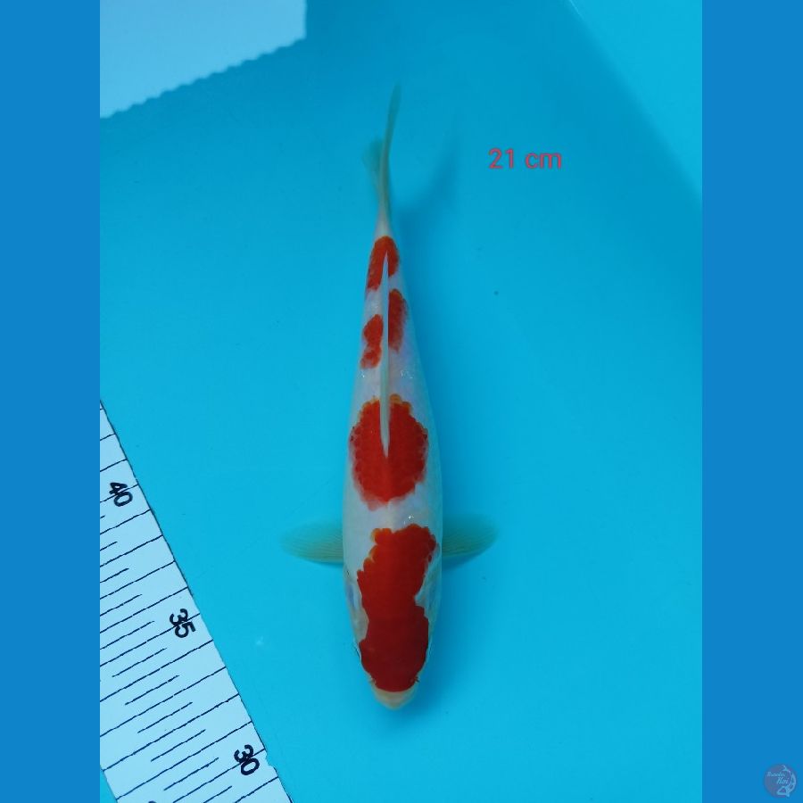 kohakhu 21 cm