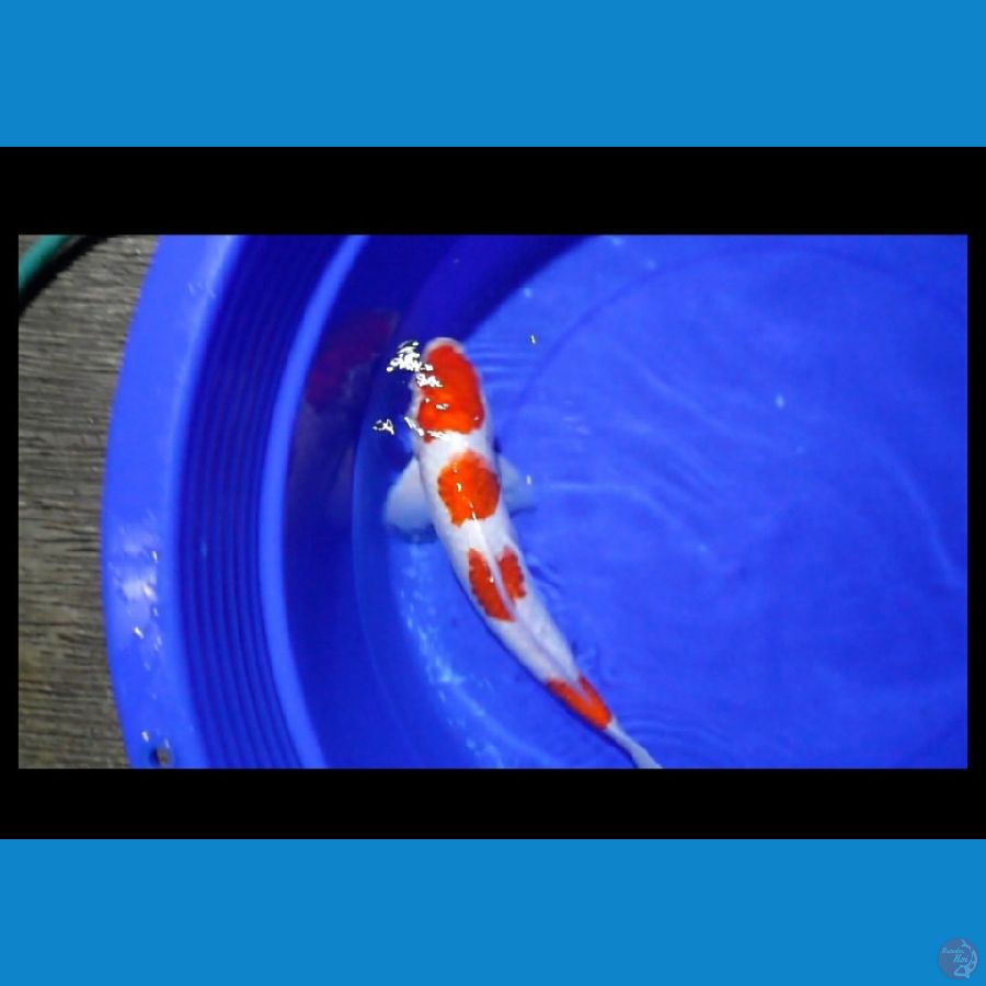 MARUTEN KOHAKU 40CM MALE