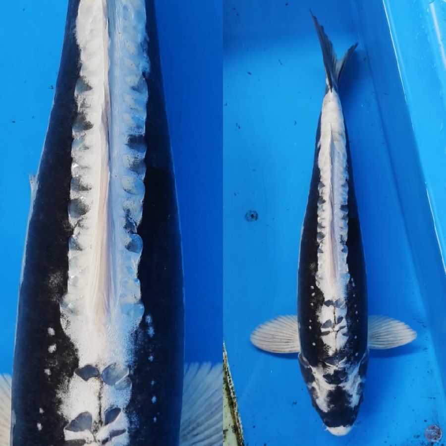 kabuto putih bersih // 40cm